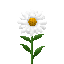 Marguerite | Oxeye daisy