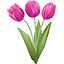 Tulipe Rose| Pink tulip