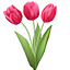 Tulipe Rouge| Red tulip
