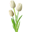 Tulipe blanche | White tulip
